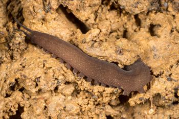 Media type: image;   Invertebrate Zoology 143930